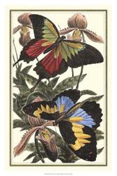 Butterfly III | Obraz na stenu