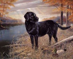 Black Lab with Decoys | Obraz na stenu