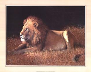Majestic Lion | Obraz na stenu