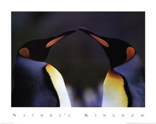 King Penguins | Obraz na stenu