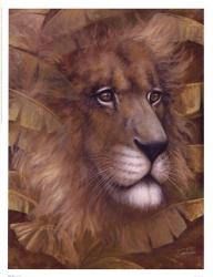 Safari Lion | Obraz na stenu