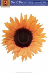 Single Sunflower | Obraz na stenu