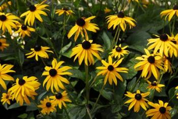 Black-Eyed Susans | Obraz na stenu