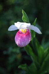 Lady Slipper | Obraz na stenu