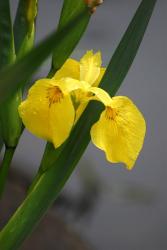 Yellow Flag Iris | Obraz na stenu