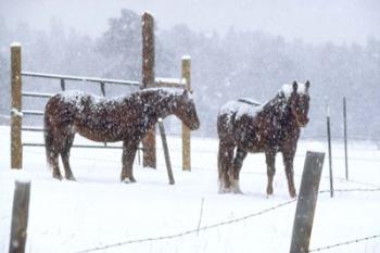 Snowy Corral | Obraz na stenu