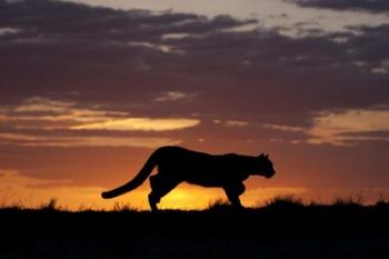 Sunset Cougar | Obraz na stenu