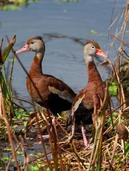 Black Bellied Whistling Duck | Obraz na stenu