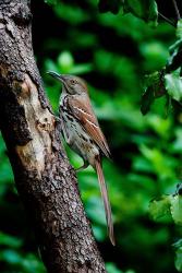 Brown Thrasher | Obraz na stenu