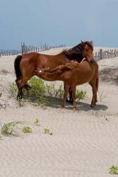 Corolla Mare and Yearling | Obraz na stenu