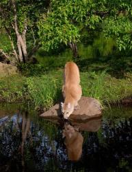 Cougar Drinking | Obraz na stenu