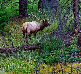 Elk | Obraz na stenu