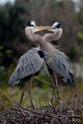 Great Blue Heron | Obraz na stenu