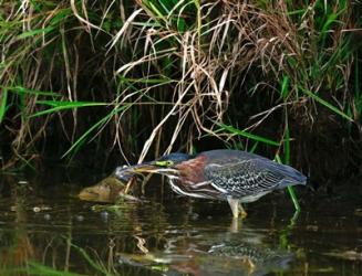 Green Heron | Obraz na stenu