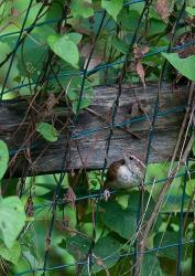 House Wren | Obraz na stenu