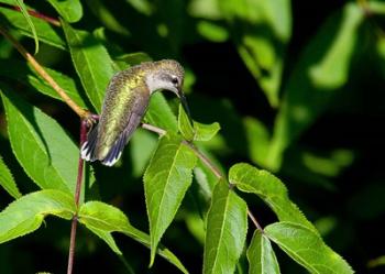 Hummingbird | Obraz na stenu