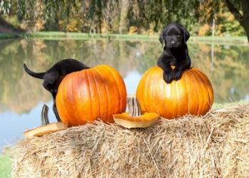 Lab Pups | Obraz na stenu