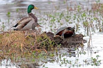 Mallards Freaking Squater | Obraz na stenu