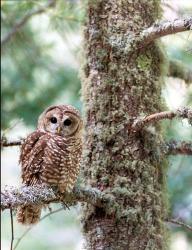 Mexican Spotted Owl | Obraz na stenu