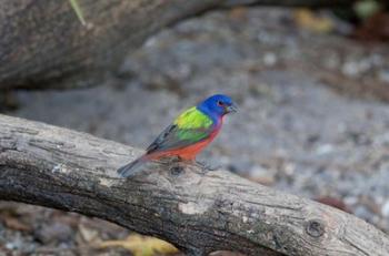 Painted Bunting | Obraz na stenu