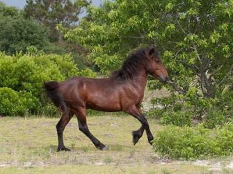 Stallion Strutting | Obraz na stenu