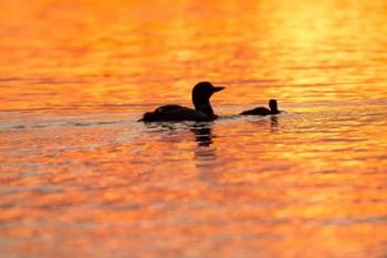 Sunset Loons | Obraz na stenu