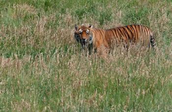 Tiger | Obraz na stenu