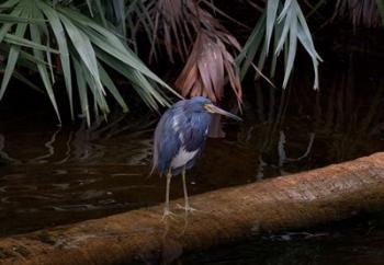 Tricolored Heron | Obraz na stenu