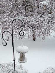 No Birds Today | Obraz na stenu