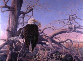 Bald Eagles | Obraz na stenu