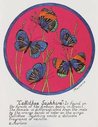 Callithea Saphhira | Obraz na stenu