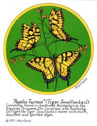 Tiger Swallowtail | Obraz na stenu