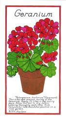 Geranium | Obraz na stenu