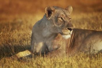 Lioness Sunning | Obraz na stenu