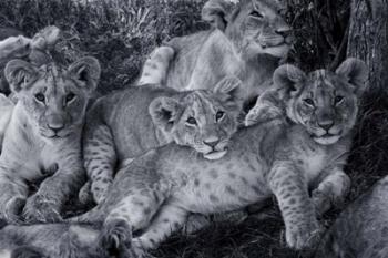Lion Cub Family | Obraz na stenu