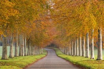 Autumn Trees | Obraz na stenu