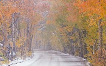 Snowy Road | Obraz na stenu