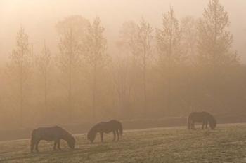 Grazing Ponies | Obraz na stenu