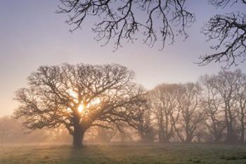 Morning Glow | Obraz na stenu