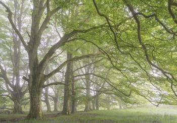 Springtime Mists | Obraz na stenu