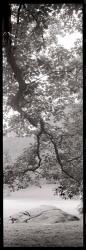 Hampton Field Tree I | Obraz na stenu