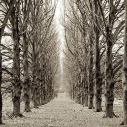 Hampton Gates Promenade III | Obraz na stenu