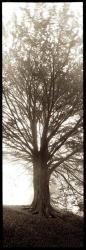 Hampton Gates Tree No. 1 | Obraz na stenu