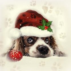 Christmas Puppy | Obraz na stenu