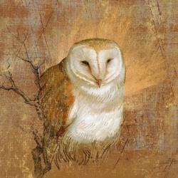 Owl in the wood | Obraz na stenu