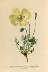 Papaver Pyrenaicum | Obraz na stenu