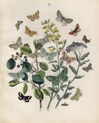 Papillion - Butterflies | Obraz na stenu