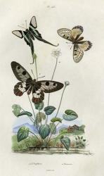 Papillons - Parnassie | Obraz na stenu