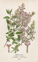 Persian Lilac | Obraz na stenu