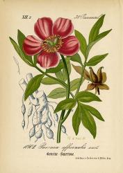 Paeonia Officinalis | Obraz na stenu